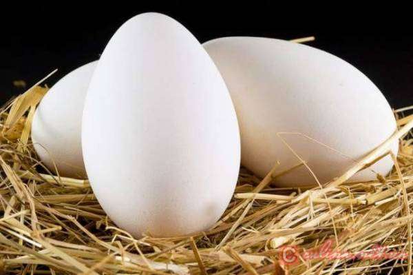 Cколько варить гусиные яйца?