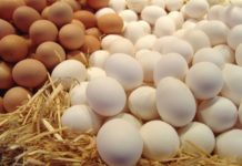 Выбираем яйца правильно: практические советы